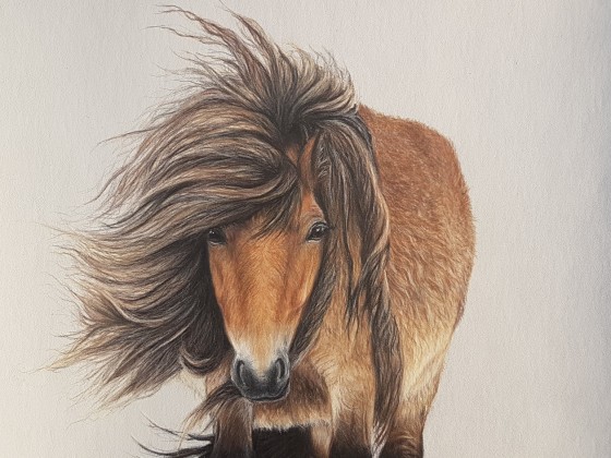 Pony Zeichnung