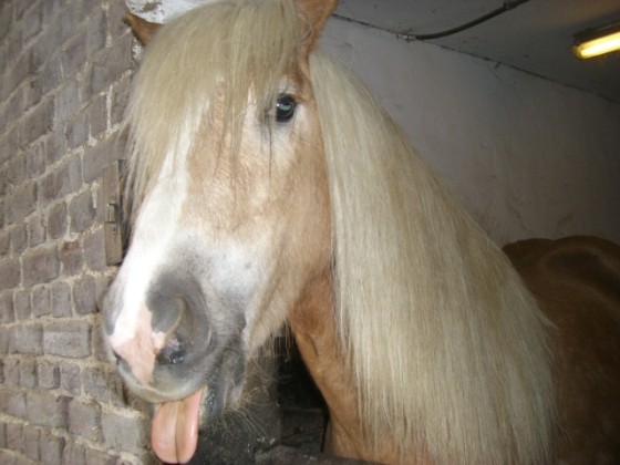 Mein Pony