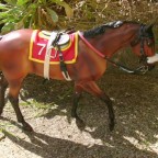Conquest of Paradise AKA Coco (Breyer "Seabiscuit", John Henry Mold)